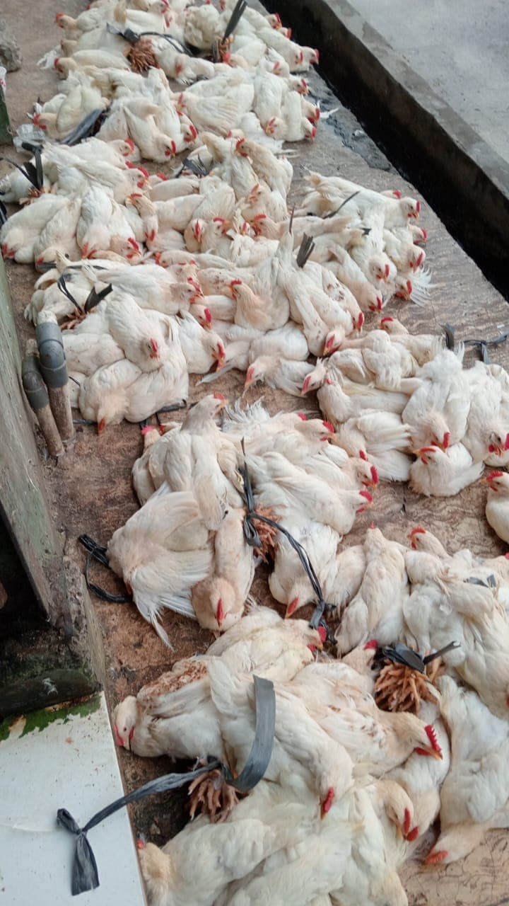 Ayam Kampung