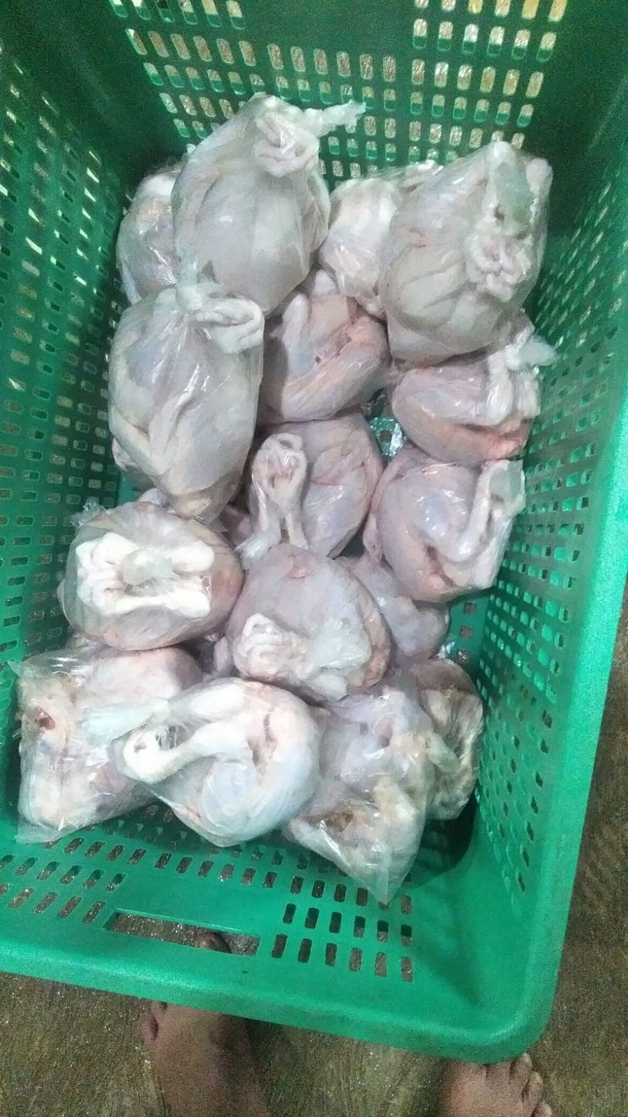 Ayam Pejantan
